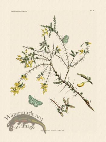 Wilkes Butterflies 086